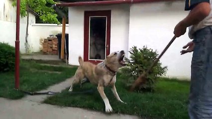 ciobanesc de asia centrala-Toto 19 luni