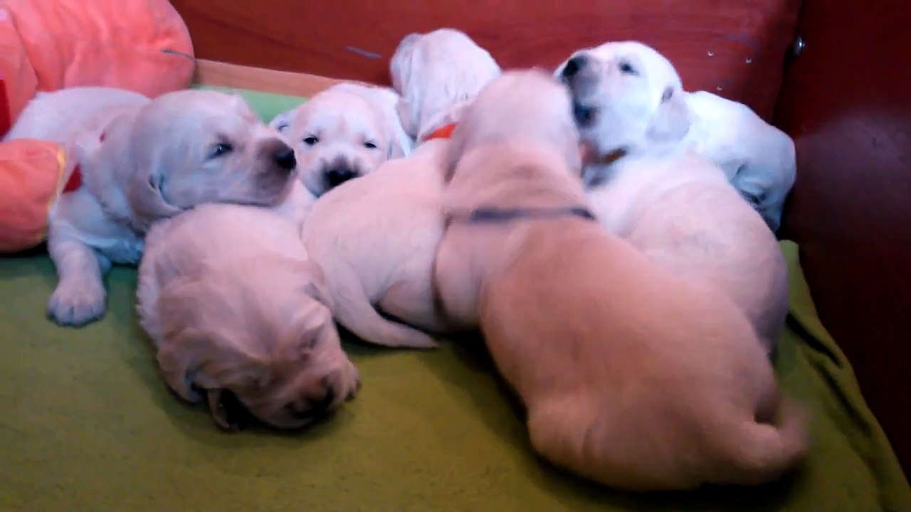 Puppies Golden Retriever from litter "D" kennel ANIMALS TRIUMPH - 2 weeks