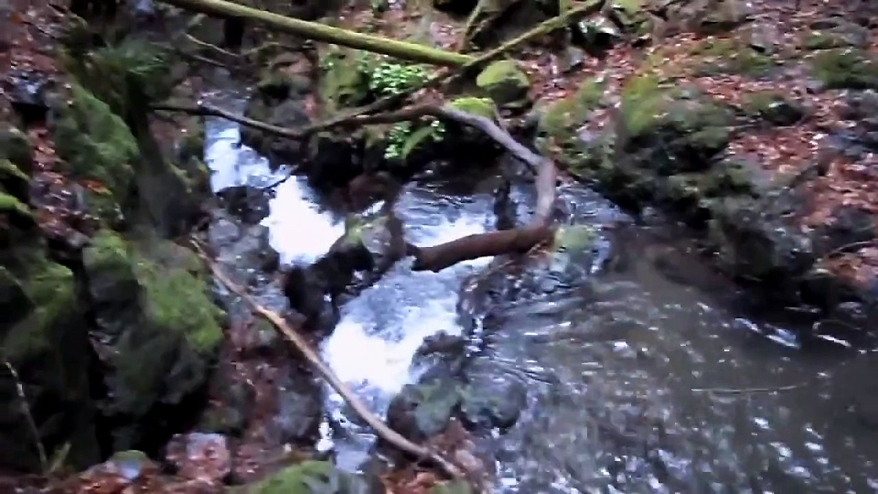 甲斐犬ＶＳ鹿・天狼犬舎・wmv