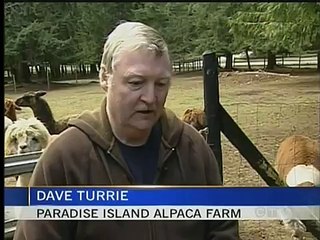 I Love This Island: Paradise Island Alpaca Farm