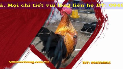 TRẠI GÀ ĐÁ SÓC TRĂNG - GÀ ĐÁ SÓC TRĂNG