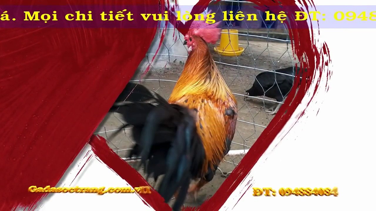 TRẠI GÀ ĐÁ SÓC TRĂNG - GÀ ĐÁ SÓC TRĂNG