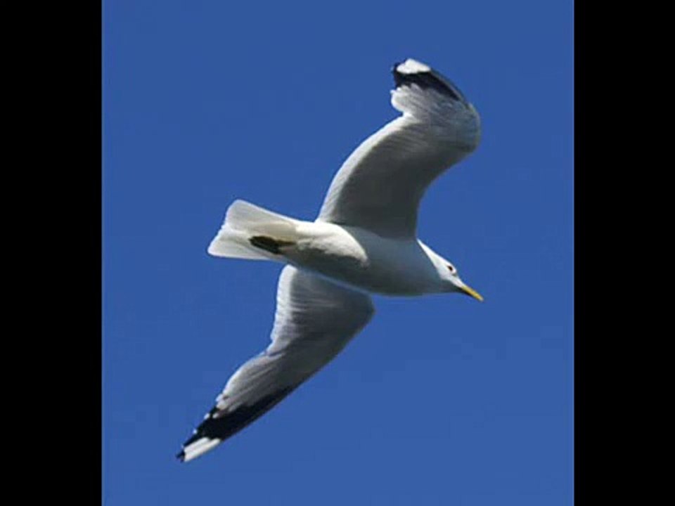 Lucio Battisti - Gabbianone (versione "pulita")