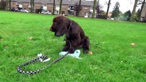 Dog School: Je staat ervan te kijken hoe snel je hond dit kunstje door heeft!