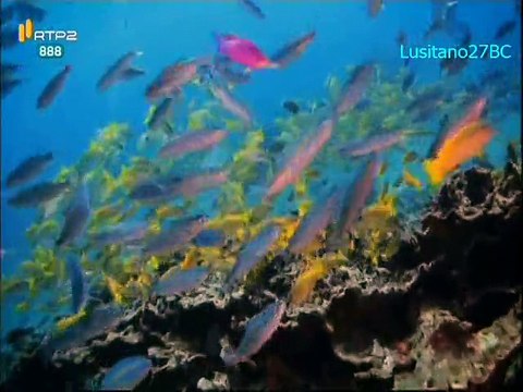 Mares e Oceanos - Cidade de Dumaguete (Filipinas) - RTP2