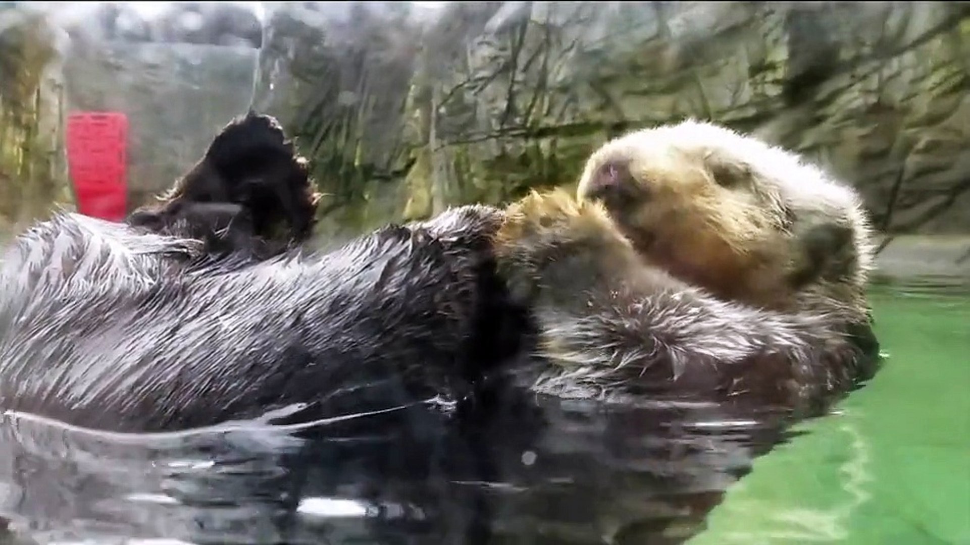 Vancouver Aquarium - Sea Otter Bath Time!