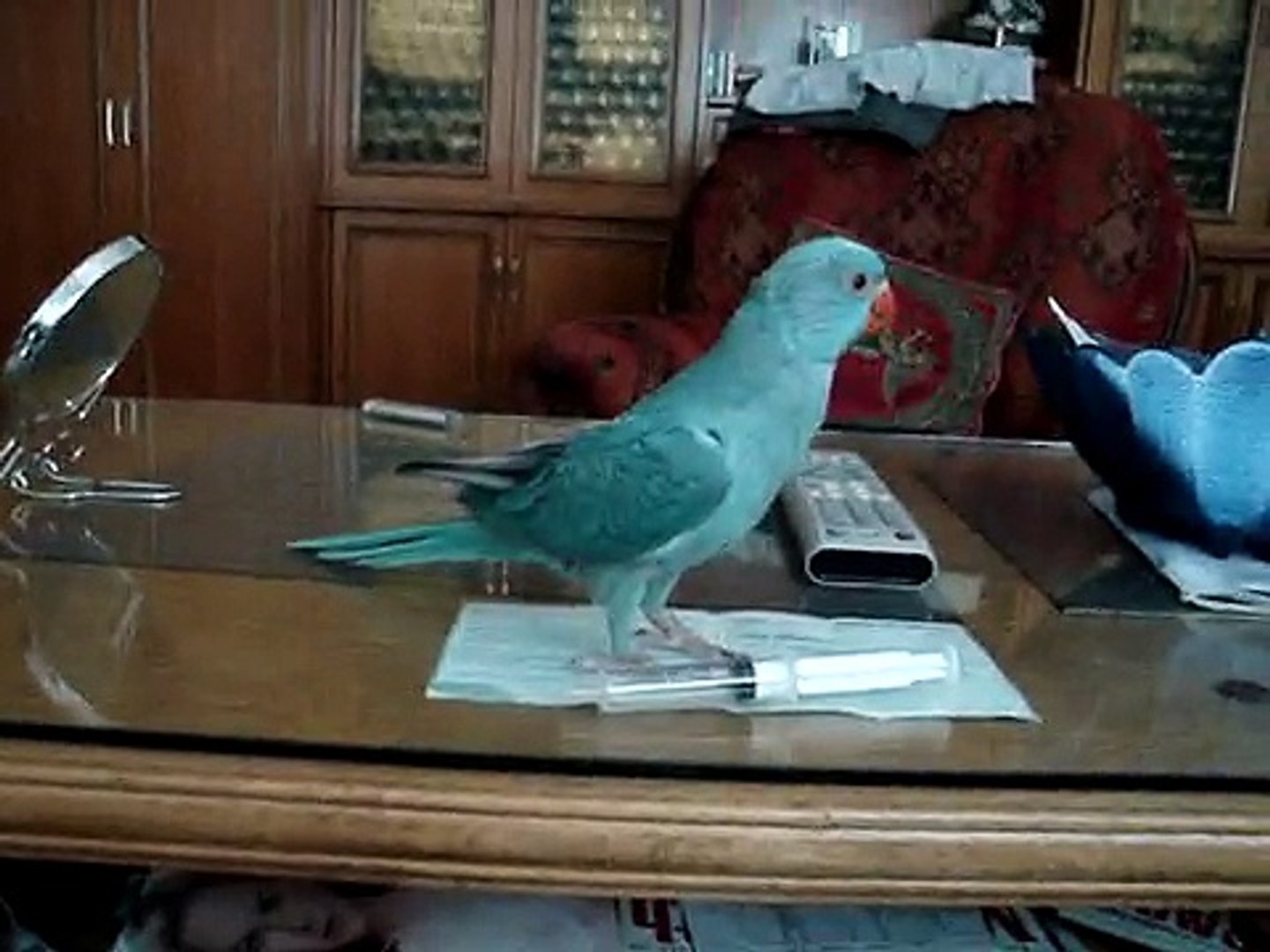 Alexandrine parakeet - Coco - destroys all in a row : )