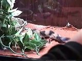 African Fat Tail Gecko Feeding on Crickets