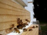 Honey bees defending hive against robber bee