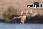 اسد يهجم على عجل جاموس - مجموعة اسود تهجم على جاموس