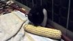 Rats eating Corn