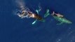 Humpback whales - Maui- 2-22-15