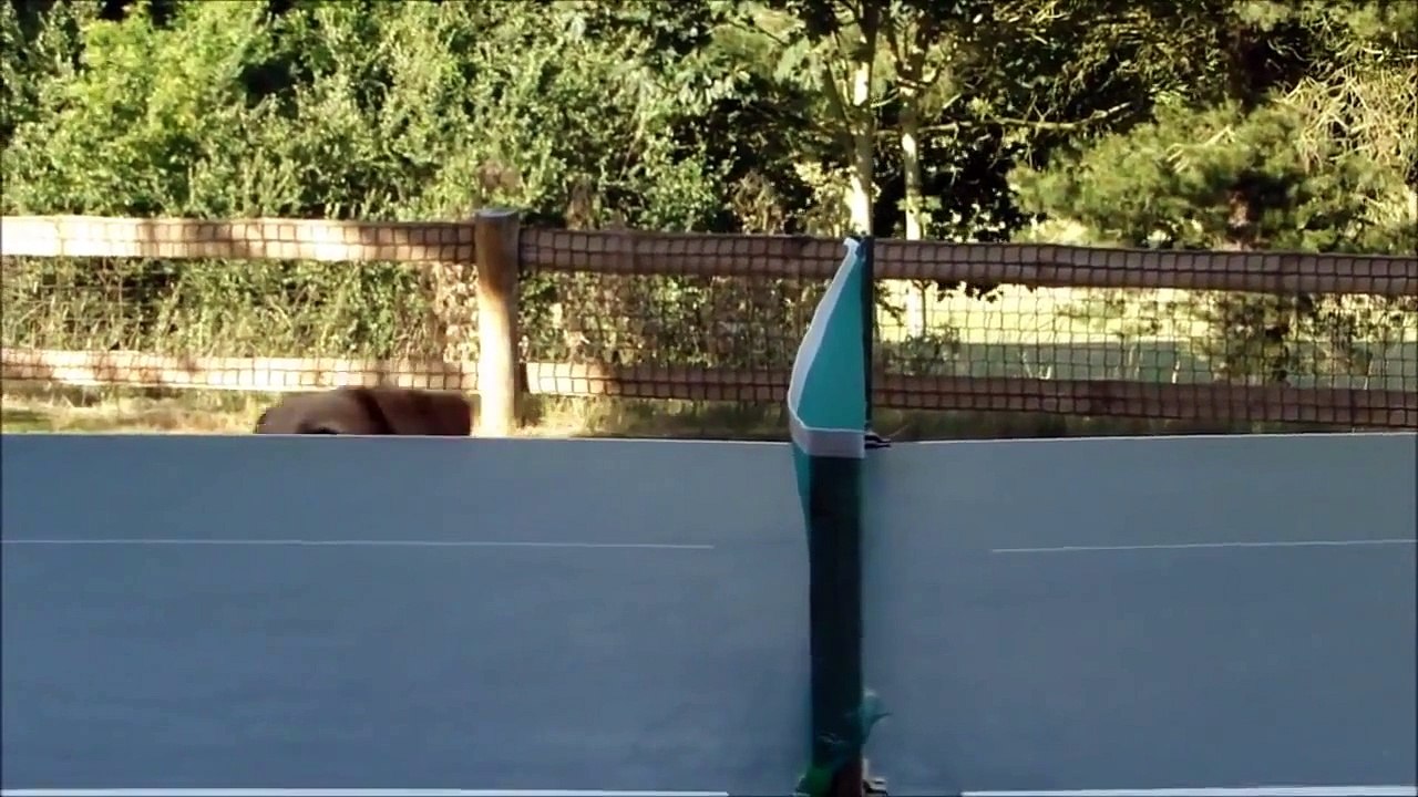 FUNNY DOG VIDEOS PART 2