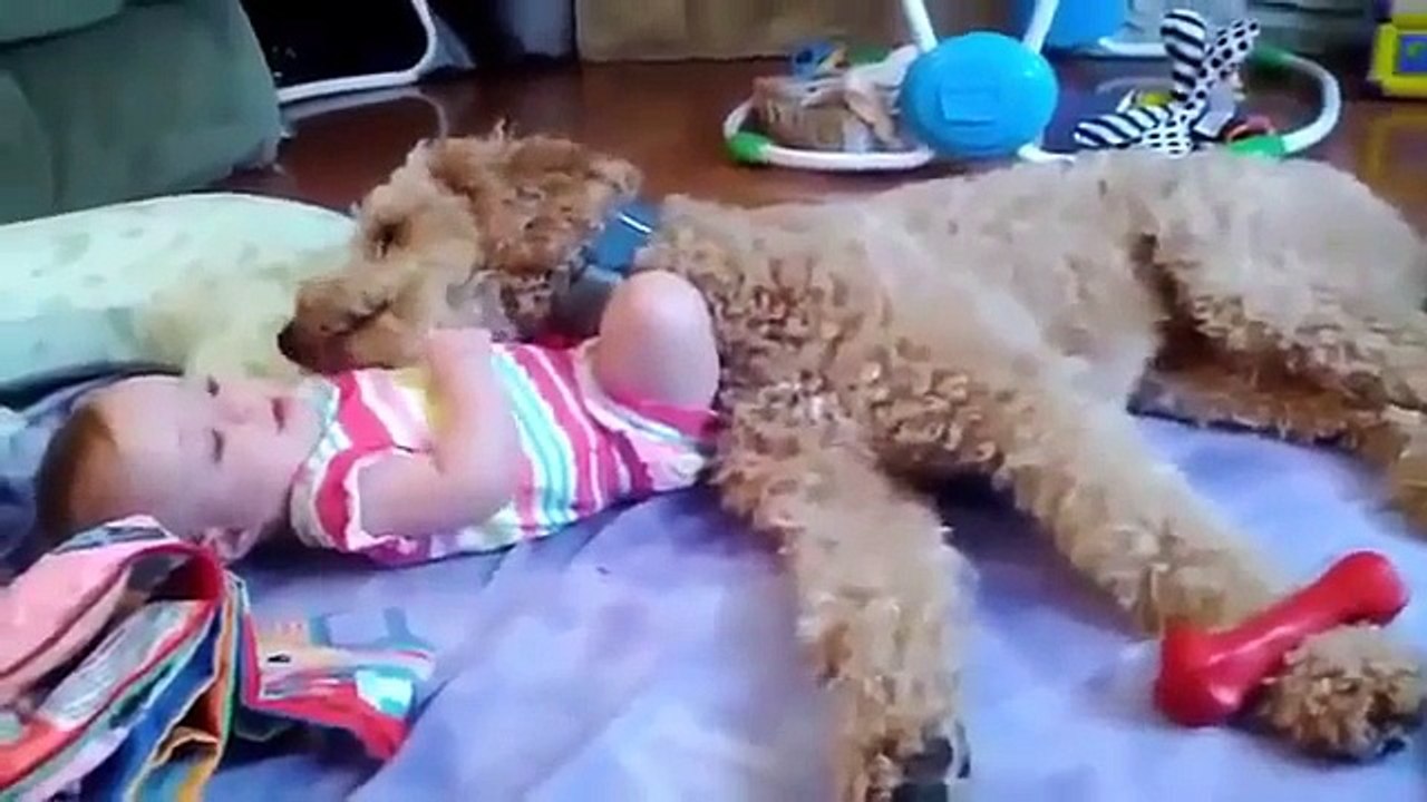 【犬と赤ちゃん】愛情たっぷりのキス動画集♪ funny dog