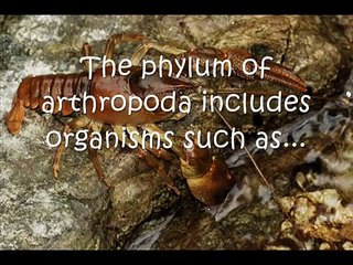 Phylum Arthropoda Video