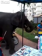 LiveLeak - Elephant Dancing To Music-copypasteads.com
