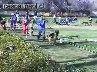 German Shepherd - Amaro de Caspal : Pastor Aleman