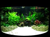 My Juwel Trigon 190 Fish Tank Aquarium in its full glory