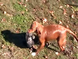 Nova Scotia Duck Tolling Retriever - Birdie