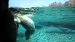 Polar Bears Under Water at San Diego Zoo