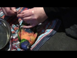 BEBE LORI ARC EN CIEL  EAM APPRIVOISE LORIQUET