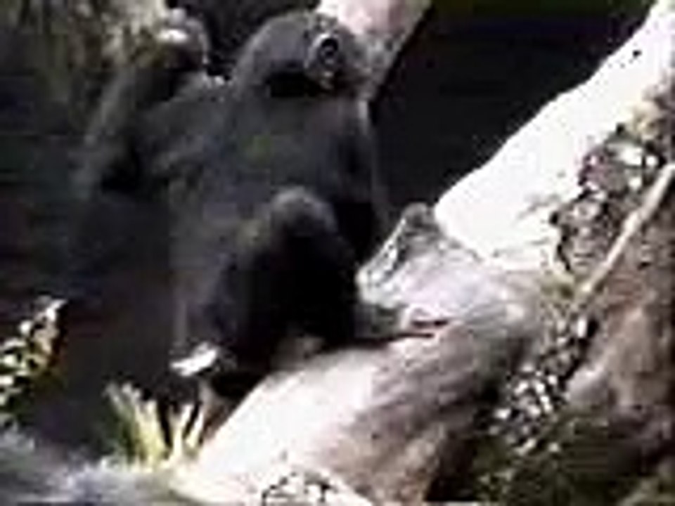stupid monkey