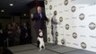 Uggie, dog in Oscar-winning 'The Artist', put down