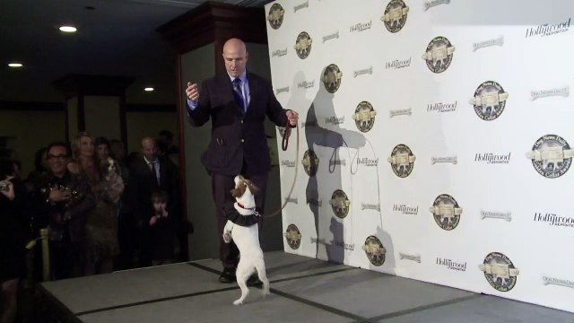 Uggie, dog in Oscar-winning 'The Artist', put down