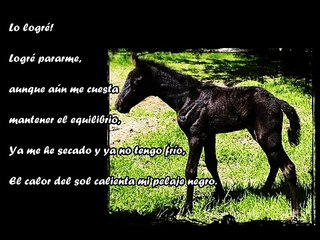Diario de un caballo Mustang / Diary of a Horse / Wild Mustang / Español
