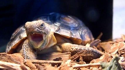 Khufu the Desert Tortoise Yawns