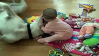 Dogs are great babysitters and nannies - Cute dog & baby compilation