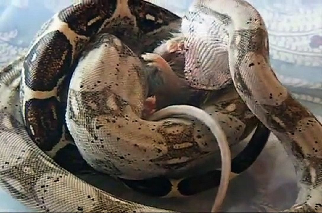 Red Tail Boa, Boa Constrictor Eating A F/T Mouse