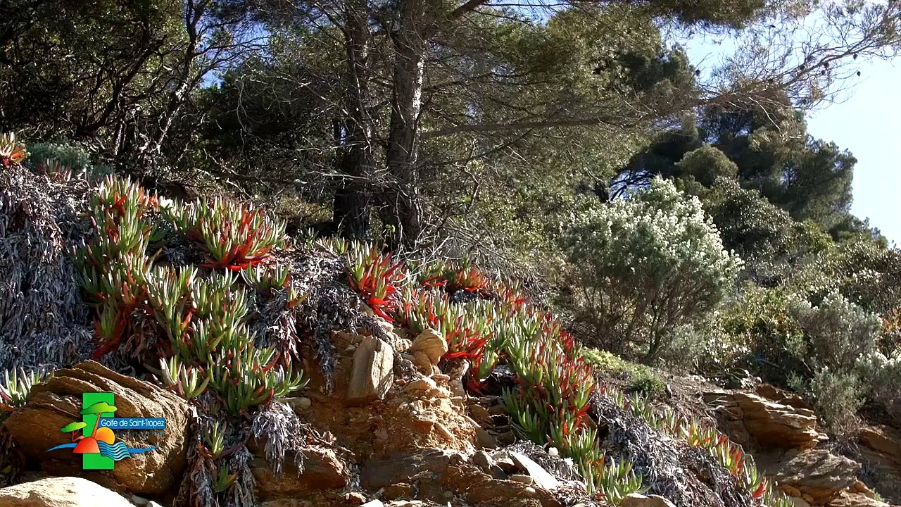 Les plages secrètes du Golfe de Saint-Tropez ...