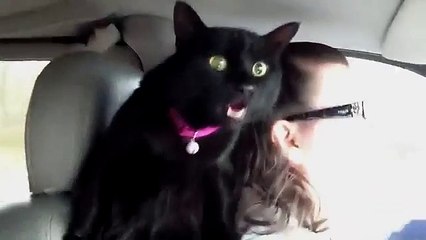 Panting Cat