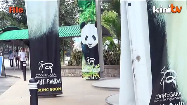 Chinese pandas delayed in wake of MH370 crisis