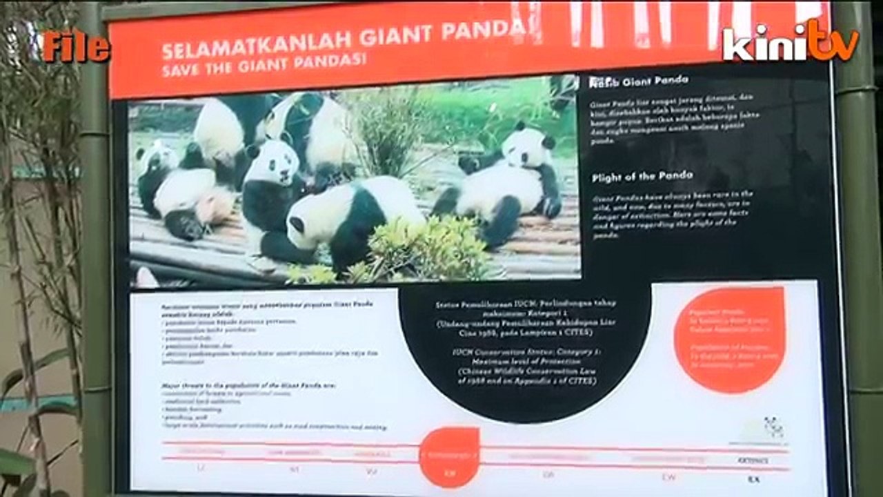 China tangguh hantar panda ke Kuala Lumpur