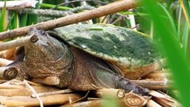 Duck and Snapping Turtle Sunbathing Together on a Pond Island