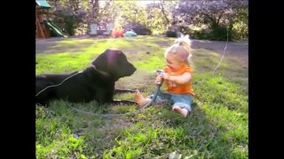 FUNNY DOGS & BABIES COLLECTION