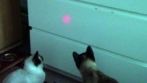 Siamkatze spielt mit einem Laserpointer - Amazing cute Siamese cat playing with a laser pointer
