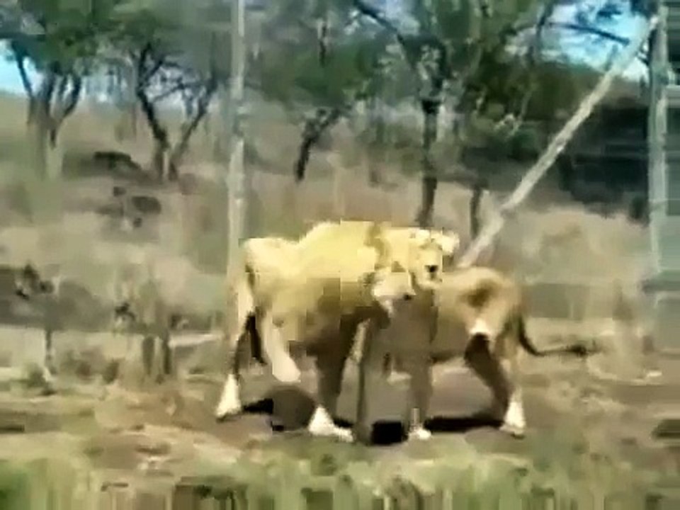 Animal Planet | Discovery Channel | Wild Life Documentary 2015 | National Geographic Wildl