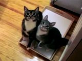 cute kittens * noa & ash * great 