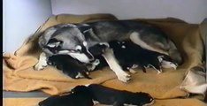 Gangi 8 cuccioli di husky baby puppies