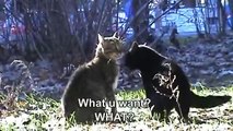 Two cats talking and fighting
