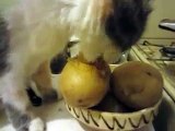 pusy eating boiled potatoes! :D