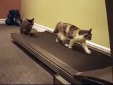 Cats on a Tredmill! Faster! Faster! faster!!