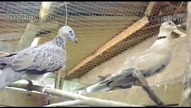 Burung Derkuku Hitam Dan Putih Video Dailymotion