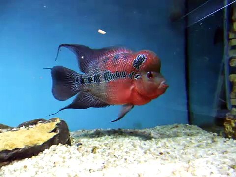 שימי המקורי, דג הפלאוור הורן המלכותי של האח הגדול