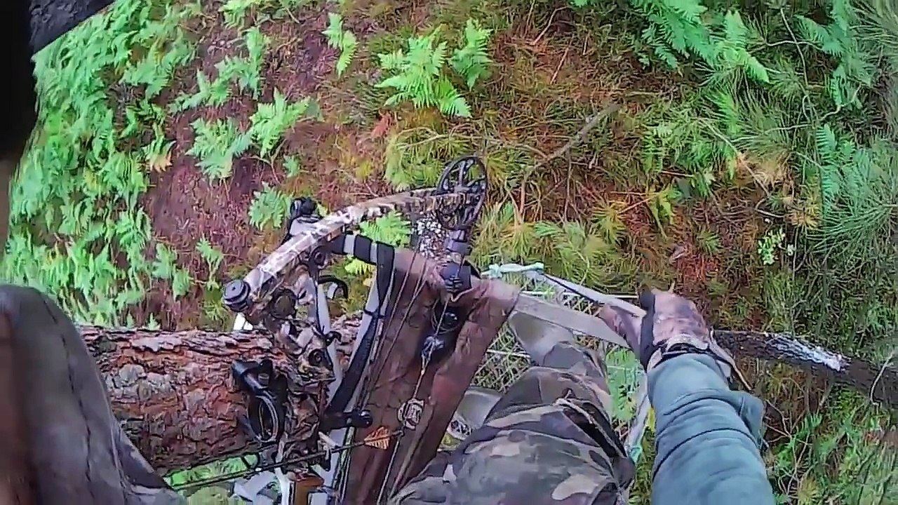 chasse chevreuil / Roe Deer hunting