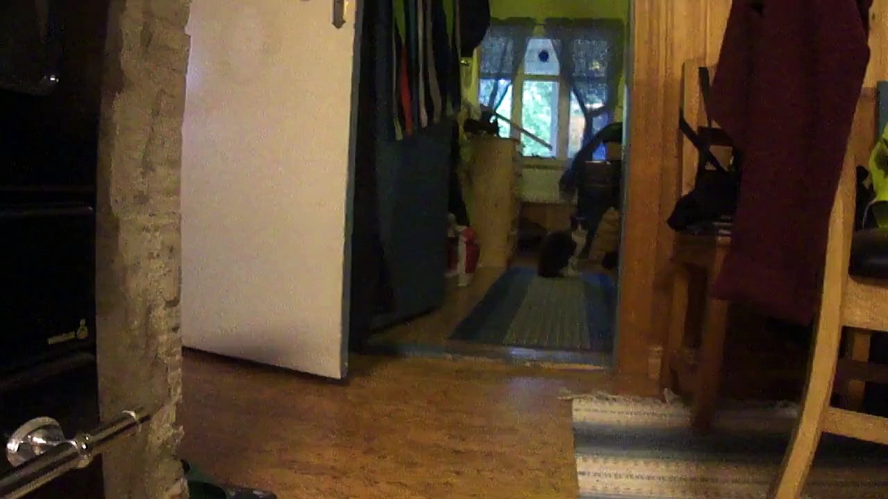 Tusse söker (hur man lär en katt att söka)