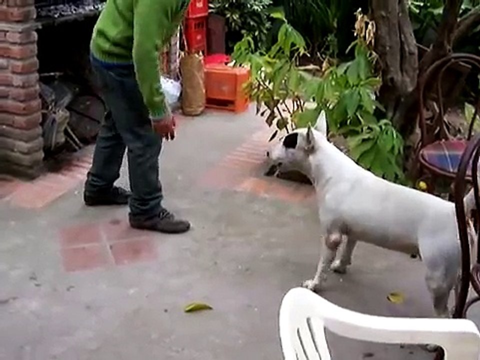 BULL TERRIER: CHICO DEL BUKEL ( TUPAC )